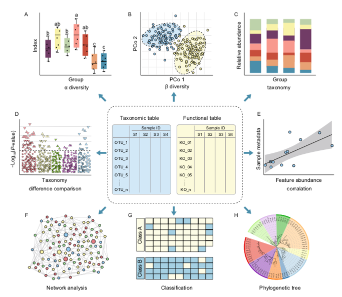 Overview of statistical and visualization methods for feature tables. Downstream analysis of microbiome feature tables, including alpha/beta-diversity (A/B), taxonomic composition (C), difference comparison (D), correlation analysis (E), network analysis (F), classification of machine learning (G), and phylogenetic tree (H). Ref: Liu, YX., Qin, Y., Chen, T. et al. A practical guide to amplicon and metagenomic analysis of microbiome data. Protein Cell (2020). 10.1007/s13238-020-00724-8