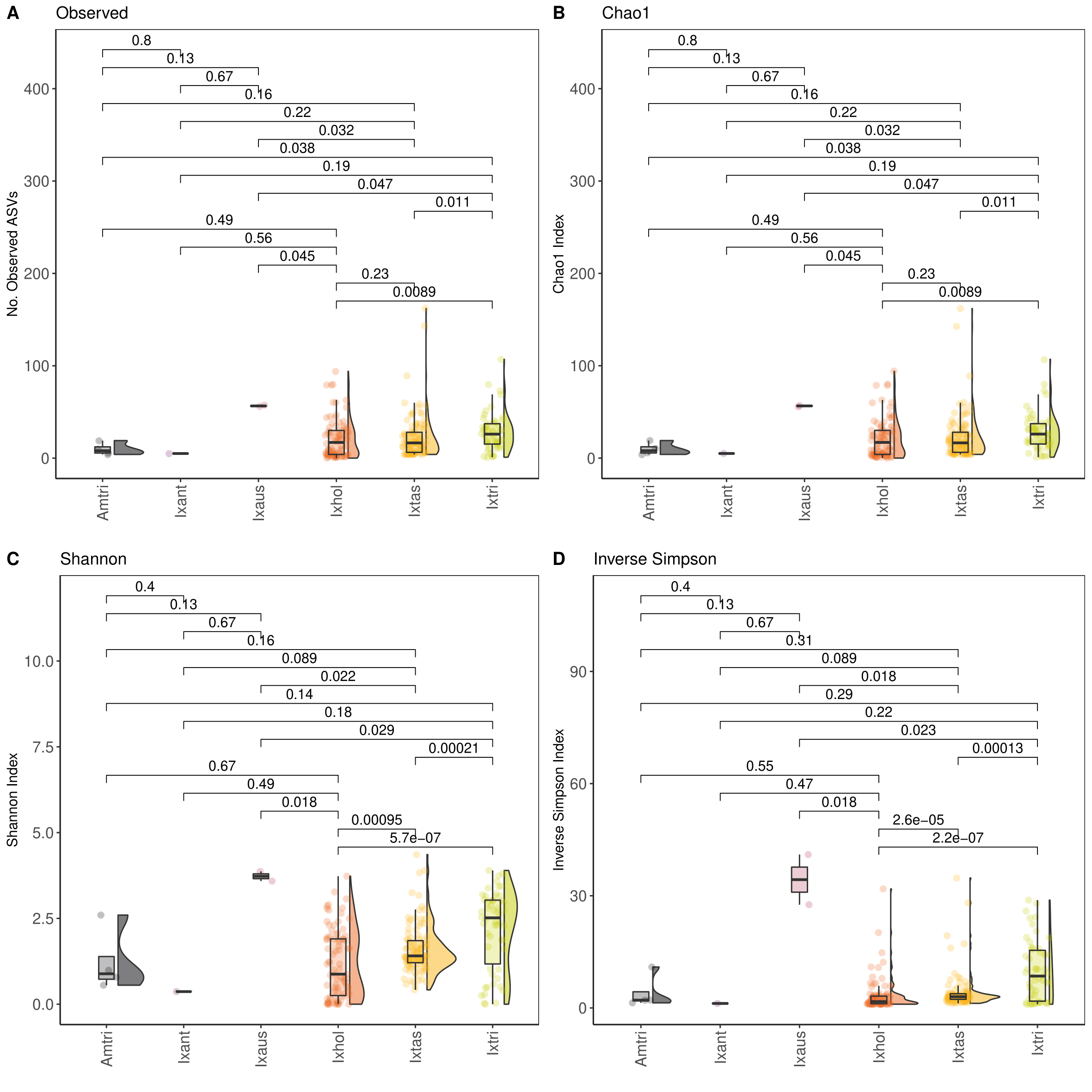 Boxplot of Alpha-diversity indices for tick samples. Diversity indexes (A) Observed number of ASVs, (B) Chao1 index, (C) Shannon index and (D) inverse Simpson index. Boxplots and violin plots represent the distribution of diversity among tick species. Statistical analysis between sample types calculated using Wilcoxon pairwise (non-parametric) test. Pools of different tick species excluded from analysis.