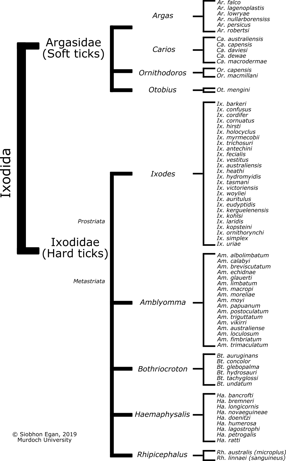 Ticks (Ixodida) present in Australian (74 extant species).