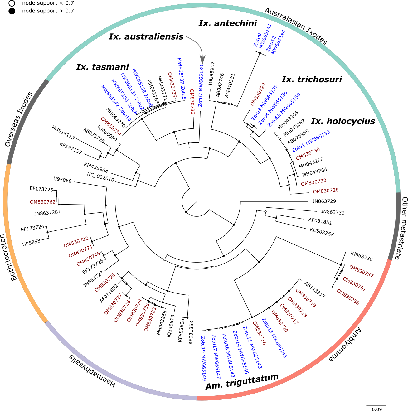 Maximum likelihood (ML) phylogenetic reconstruction of Ixodida ZOTUs based on a 377 bp alignment of the 12S rRNA gene Substitution model K3Pu +F + I + G4 with 10,000 replicates. Node values correspond to bootstrap support where values > 0.7 indicated by shaded circles. Number of substitutions per nucleotide position is represented by the scale bar. Sequences generated in the present study represented in blue (ZOTUs), and red (reference sequences).