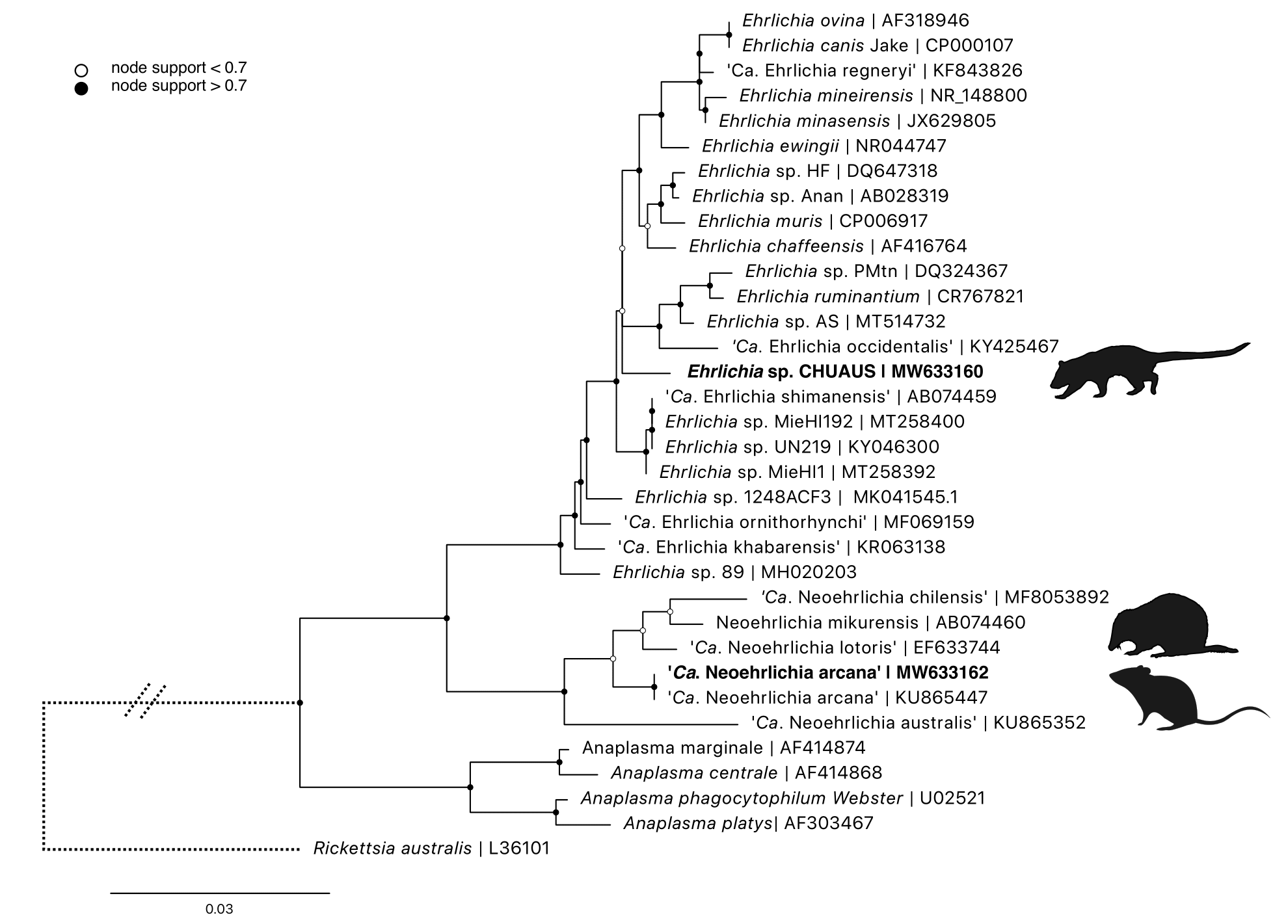 Maximum likelihood (ML) phylogenetic reconstruction of \textit{Anaplasmataceae} based on a 1,244 bp alignment of the 16S rRNA locus. Substitution model K80 + F with 10,000 replicates. Node values correspond to bootstrap support where values > 0.7 are indicated by shaded circles. Number of substitutions per nucleotide position is represented by the scale bar. Sequences generated in the present study are in bold.