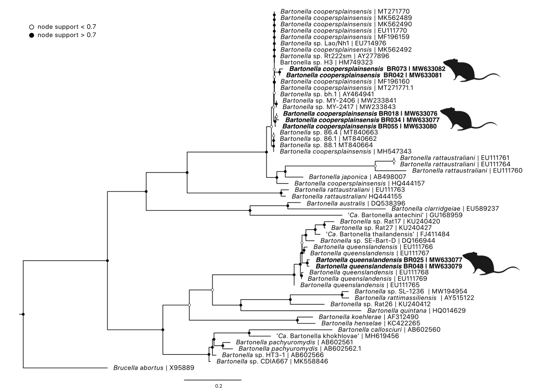 Maximum likelihood (ML) phylogenetic reconstruction of \textit{Bartonella} genus based on a 533 bp alignment of the 16S-23S internal transcribed space (ITS) region. Substitution model HKY + F with 10,000 replicates. Node values correspond to bootstrap support where values > 0.7 indicated by shaded circles. Number of substitutions per nucleotide position is represented by the scale bar. Sequences generated in the present study in bold.