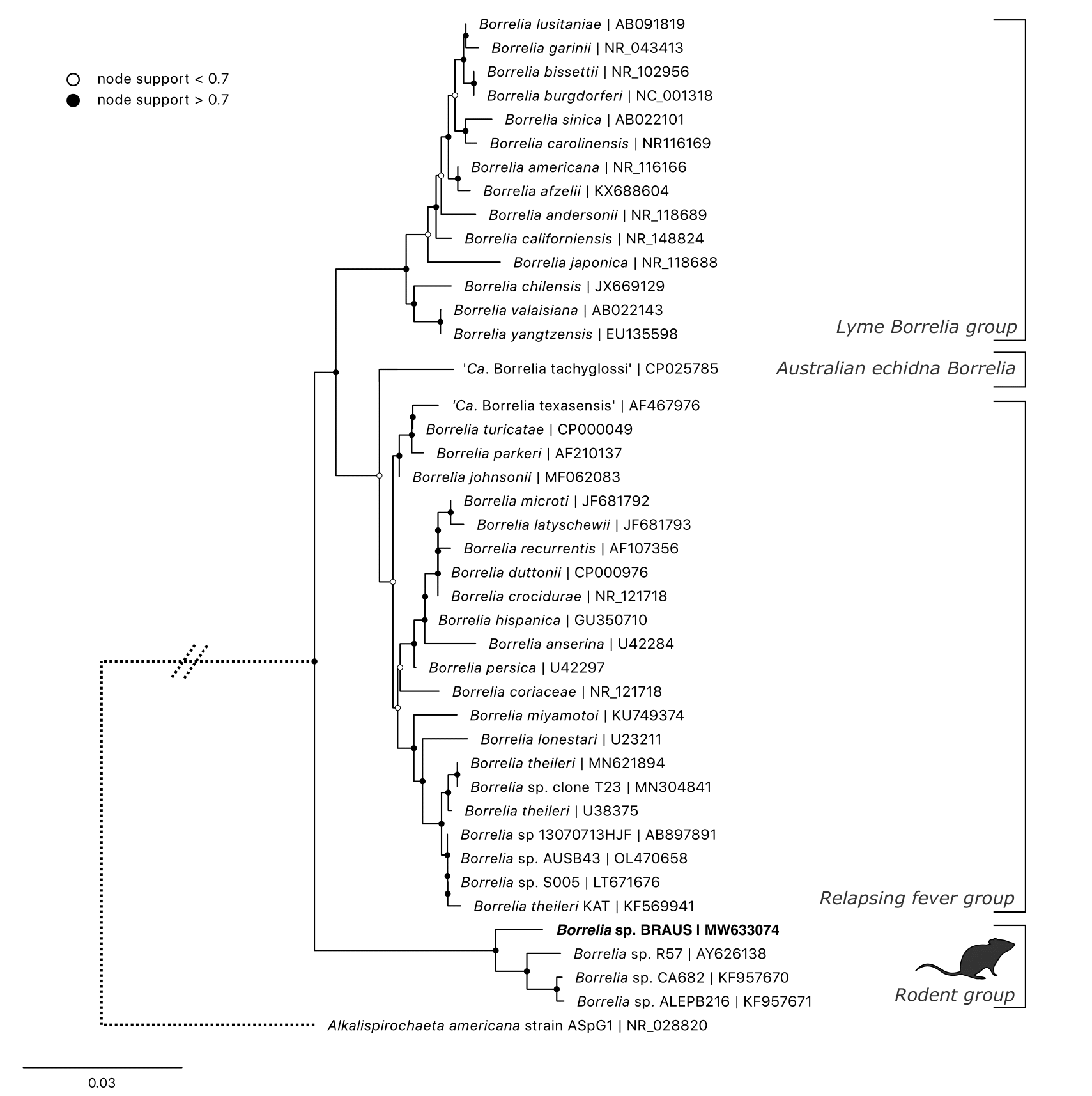 Maximum likelihood (ML) phylogenetic reconstruction of \textit{Borrelia} genus based on a 431 bp alignment of the 16S rRNA locus (hypervariable region 3-4). Substitution model K2P + G4 with 10,000 replicates. Node values correspond to bootstrap support where values > 0.7 indicated by shaded circles. Number of substitutions per nucleotide position is represented by the scale bar. Sequence generated in the present study in bold.