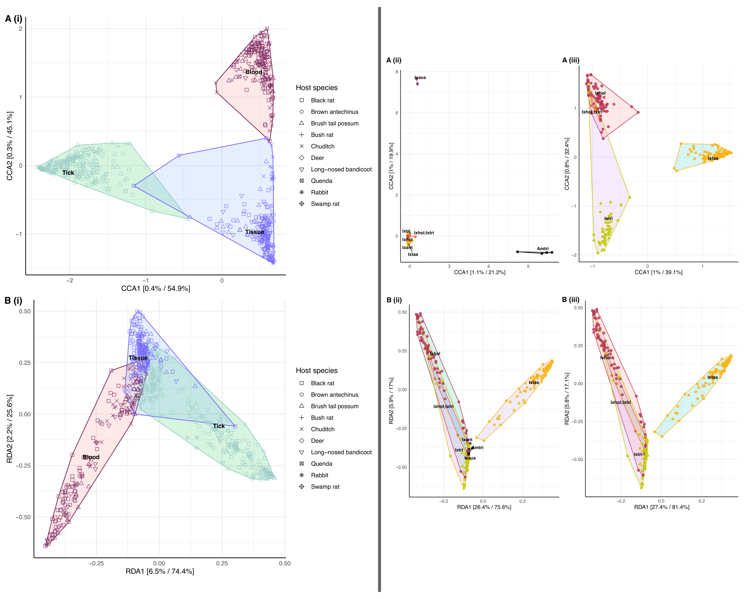 Constrained ordination plot of microbiome composition from using constrained methods (A) Canonical Correspondence Analysis and (B) Redundancy Analysis (constrained Principal Component Analysis). (i) Ordination analysis of all samples N = 536 (159 blood, 205 tick pools, and 172 tissue) by sample type. (ii) Ordination of all tick samples by tick species (iii) Ordination of three co-habiting tick species in Sydney Northern Beaches area. Prior to the analysis ASVs < 0.1 relative abundance were removed. Analysis using the Hellinger transformation and Bray-Curtis distance measure. The relative contribution (eigen value) of each axis to the total inertia in the data as well as to the constrained space only, respectively, are indicated in percent at the axis titles. Tick species abbreviations: \textit{Amblyomma triguttatum} (\textit{Am. tri}),\textit{Ixodes antechinus} (\textit{Ix. ant}), \textit{Ixodes australiensis} (\textit{Ix. aus}), \textit{Ixodes holocyclus} (\textit{Ix. hol}), \textit{Ixodes tasmani} (\textit{Ix. tas}), \textit{Ixodes trichosuri} (\textit{Ix. tri}).