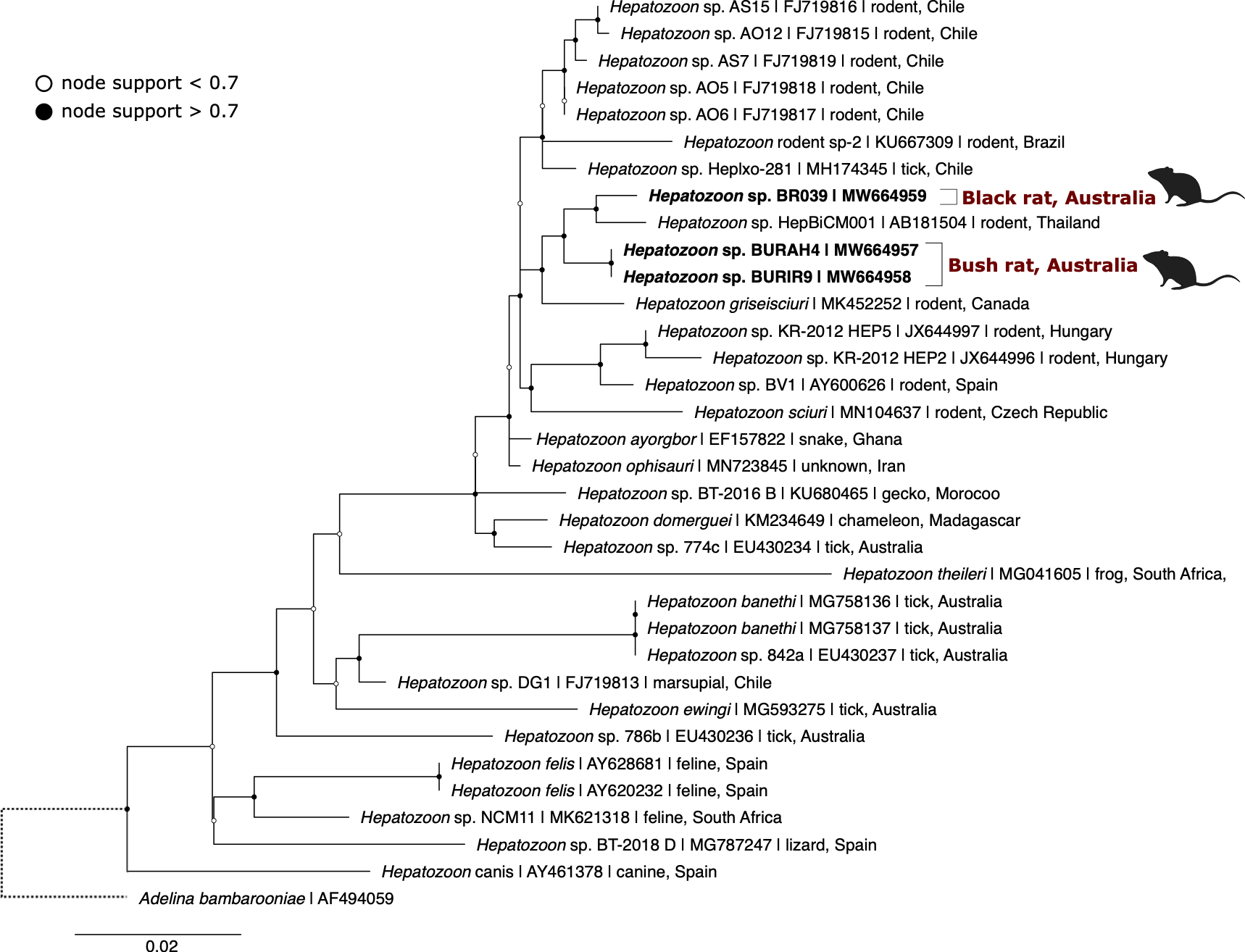 Maximum likelihood (ML) phylogenetic reconstruction of \textit{Hepatozoon} based on an 829 bp alignment of the 18S rRNA gene. Substitution model HKY + F + I + G4 with 10,000 replicates. Node values correspond to bootstrap support where values > 0.7 are indicated by filled circles. Number of substitutions per nucleotide position is represented by the scale-bar. Sequences generated in the present study are in bold.