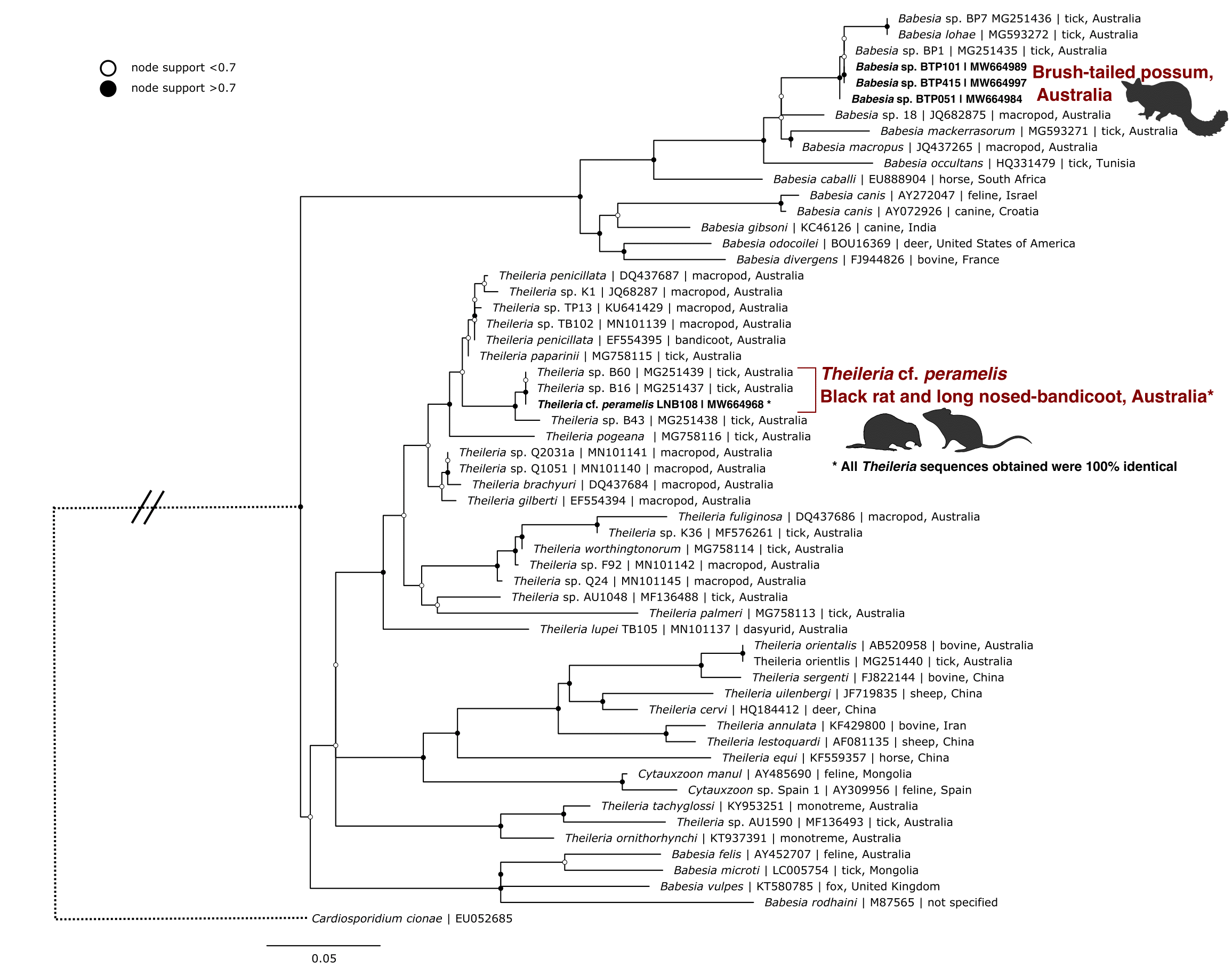 Maximum likelihood (ML) phylogenetic reconstruction of piroplasm species based on an 852 bp alignment of the 18S rRNA gene. Substitution model TIM3 + F + I + G4 with 10,000 replicates. Node values correspond to bootstrap support where values > 0.7 are indicated by filled circles. Number of substitutions per nucleotide position is represented by the scale-bar. Sequences generated in the present study are in bold.