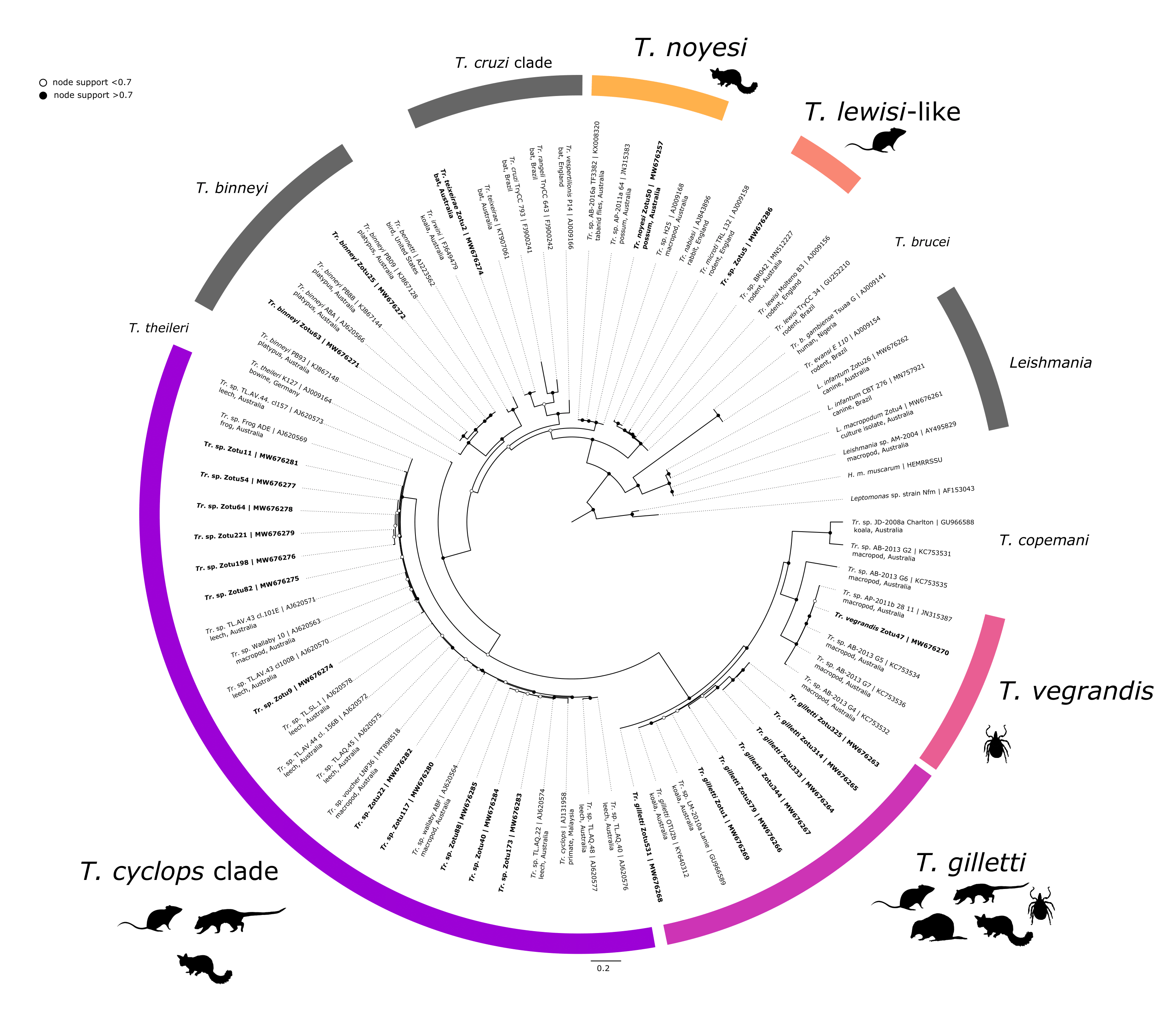 Maximum likelihood (ML) phylogenetic reconstruction of trypanosome zOTUs based on a 426 bp alignment of the 18S rRNA gene. Substitution model TIM3e + I + G4 with 10,000 replicates. Node values correspond to bootstrap support where values > 0.7 are indicated by filled circles. Number of substitutions per nucleotide position is represented by the scale-bar. Sequences generated in the present study are in bold.