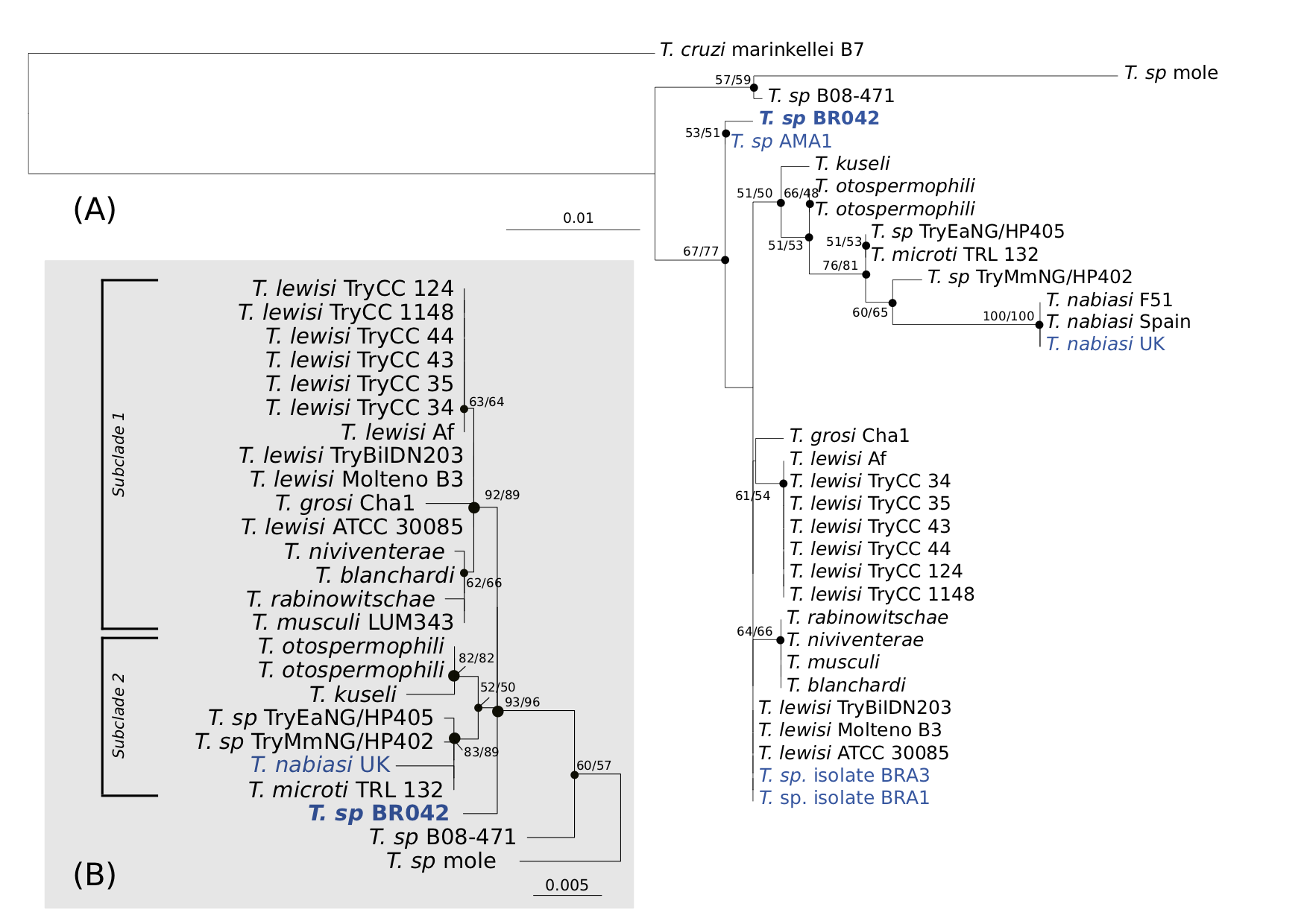 Maximum likelihood phylogenetic reconstruction of \textit{Trypanosoma Herpetosoma} subgenus based on the 18S rRNA gene. Evolutionary relationship inferred using the Kimura 2-parameter (K2P) + G substitution model with 1,000 bootstrap replicates. Node support values shown for ML and Neighbour-Joining (NJ) analyses respectively, values <50 have been hidden. All positions containing gaps and missing data were eliminated. (a) phylogeny based on short alignment (483 bp) of V7-8 hyper-variable region of the \textit{18S rRNA} (b) phylogeny based on longer alignment (1,491 bp) of \textit{18S rRNA}, outgroup to \textit{Trypanosoma cruzi} (AJ009150) not shown. Number of substitutions per nucleotide position is represented by the scale bar. New sequence from the present study is designated in bold. Sequences from Australia in blue \textit{Trypanosoma nabiasi} UK isolate (AJ843896) is identical to sequences obtained from Australian wild rabbits (\textit{Oryctolagus cuniculus}) and their fleas (\textit{Spilopsyllus cuniculi}) (see Hamilton et al., 2005).