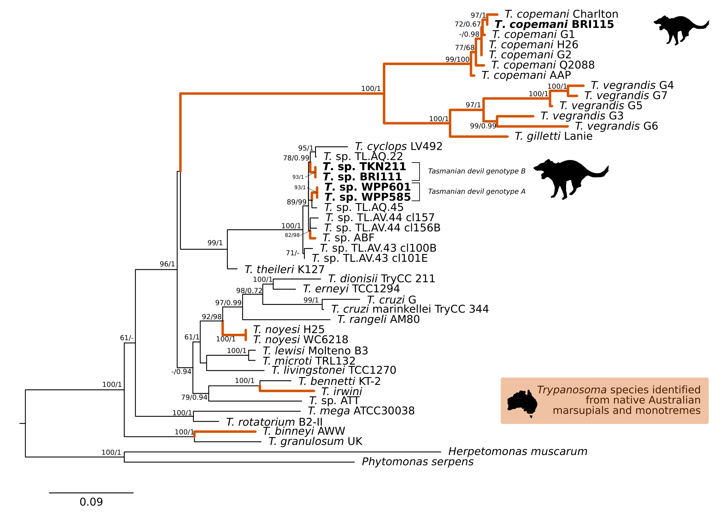 Maximum likelihood (ML) phylogenetic reconstruction of the \textit{Trypanosoma} genus based on a 1,505 bp alignment of the 18S rRNA gene using TIM3e + I + G4 substitution model. Node values correspond to bootstrap support / aBayes support, values less than 60 are hidden. Number of substitutions per nucleotide position is represented by the scale bar. Lineages that have been described from native Australian marsupials are denoted by orange lines. Sequences generated in the present study in bold. GenBank accession numbers for sequences are available in Supplementary Table A.5.