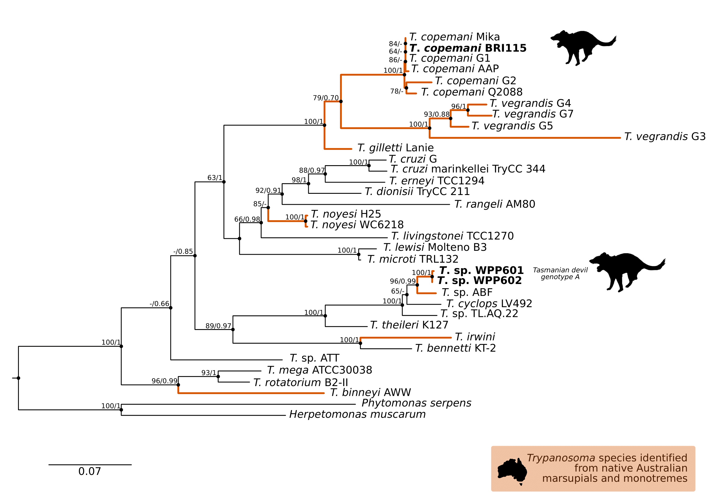 Maximum likelihood (ML) phylogenetic reconstruction of the \textit{Trypanosoma} genus based on a 767 bp alignment of glycosomal Glyceraldehyde Phosphate Dehydrogenase (\textit{gGAPDH}) using TN93 + F + I + G4 substitution model. Node values correspond to bootstrap support / aBayes support, values less than 60 are hidden. Number of substitutions per nucleotide position is represented by the scale bar. Lineages that have been described from native Australian marsupials are denoted by orange lines. Sequences generated in the present study in bold. GenBank accession numbers for sequences are available in Supplementary Table A.5.