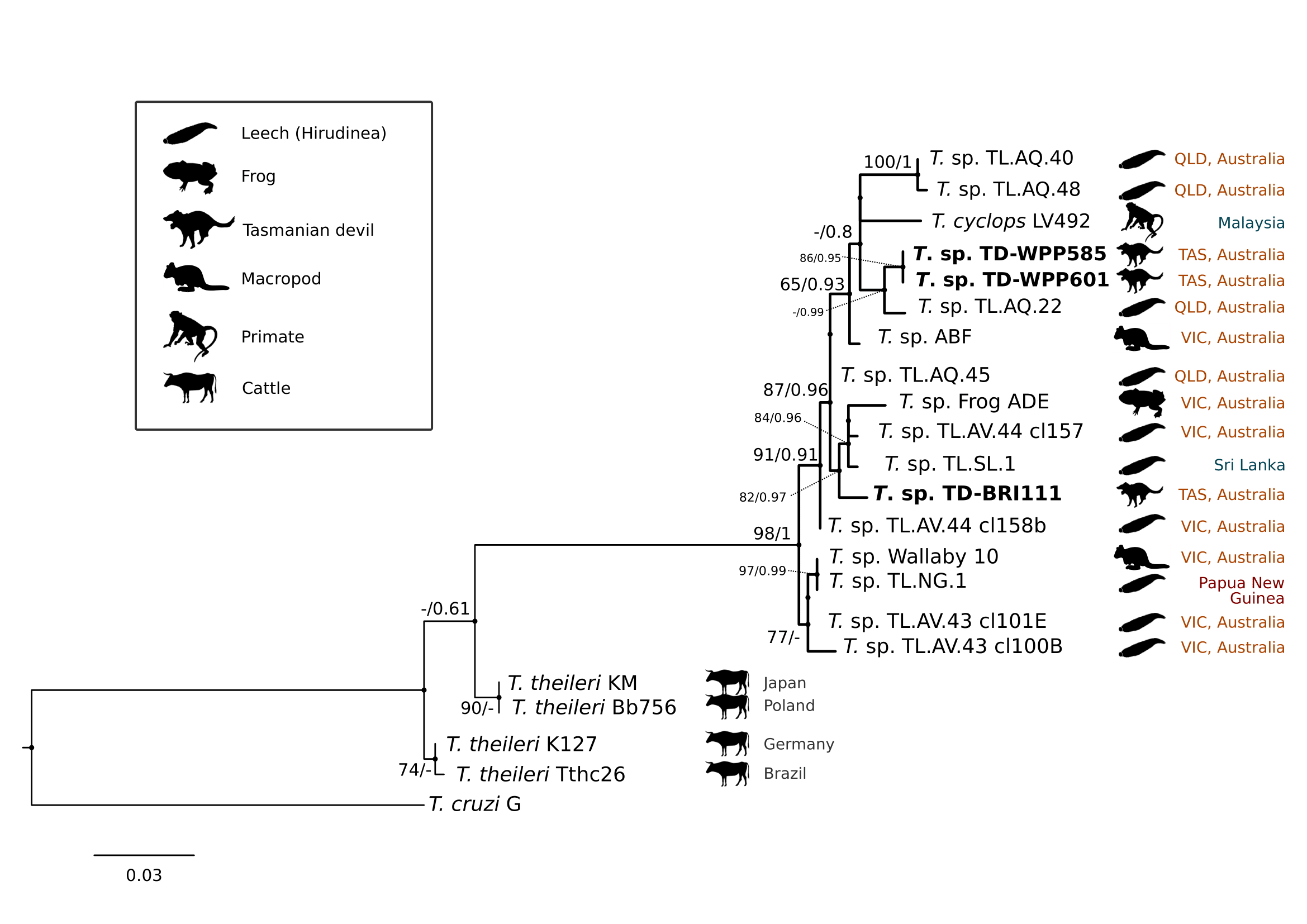 Maximum likelihood (ML) phylogenetic reconstruction of sequences from the \textit{Trypanosoma cyclops} clade based on a 559 bp alignment of the 18S rRNA gene across the V7-8 hypervariable region using K2P + G4 substitution model. Node values correspond to bootstrap support / aBayes support, values less than 60 are hidden. Number of substitutions per nucleotide position is represented by the scale bar. Australian states abbreviated to QLD (Queensland), TAS (Tasmania) and VIC (Victoria). GenBank accession numbers for sequences are available in Supplementary Table A.5 and pairwise distances in Supplementary Table A.6.